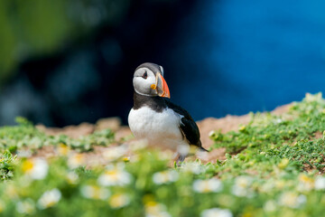 Atlantic puffin (Fratercula arctica) on Skomer Island, Wales.