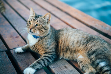 A laid-back cat with yellow eyes lies on a wooden pier on sunset, gray tabby cat