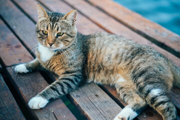 A laid-back cat with yellow eyes lies on a wooden pier on sunset, gray tabby cat