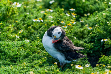 Atlantic puffin (Fratercula arctica) on Skomer Island, Wales