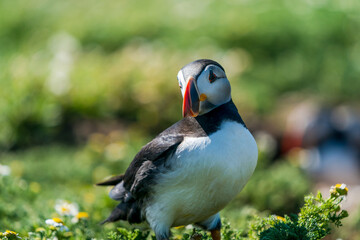 Atlantic puffin (Fratercula arctica) on Skomer Island, Wales