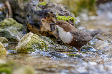 Wasseramsel (Cinclus cinclus)