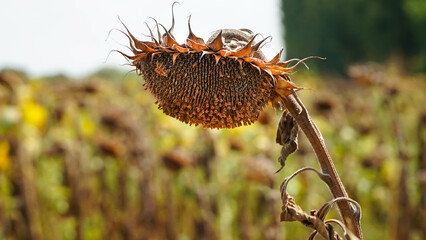 Sunflower. sunflower crop affected by drought. drought in agriculture.