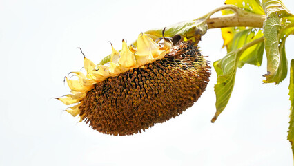 Sunflower. sunflower crop affected by drought. drought in agriculture.