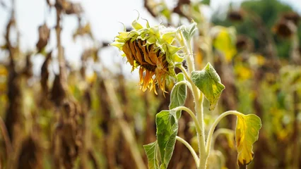 Schilderijen op glas Sunflower. sunflower crop affected by drought. drought in agriculture. © samy