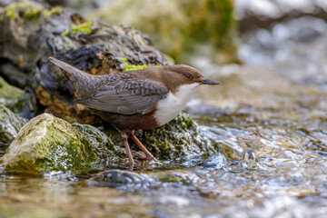 Wasseramsel (Cinclus cinclus)