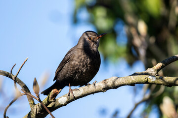 Amsel (Turdus merula) Weibchen