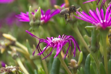 purple flowers in the garden