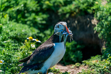 Atlantic puffin (Fratercula arctica) with fish in beak on Skomer Island, Wales