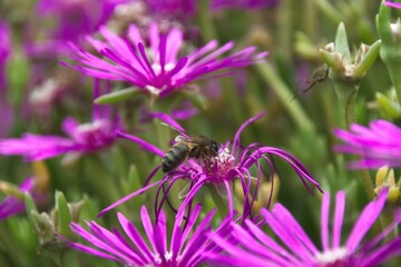 purple flowers in the garden