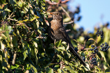 Amsel (Turdus merula) Weibchen