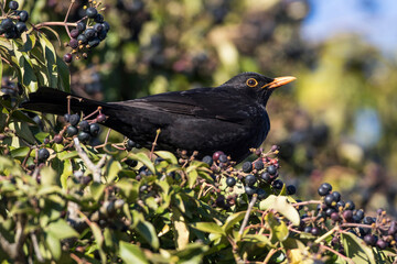 Amsel (Turdus merula) Männchen