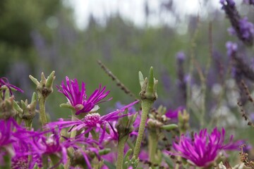 purple flowers in the garden