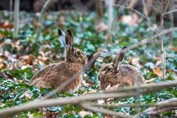 Feldhasen (Lepus europaeus)