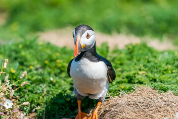 Atlantic puffin (Fratercula arctica) on Skomer Island, Wales
