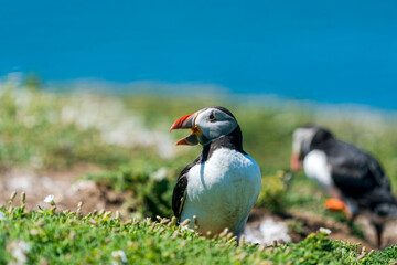 Atlantic puffin (Fratercula arctica) on Skomer Island, Wales