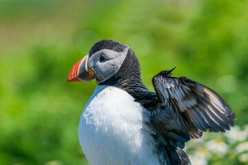 Atlantic puffin (Fratercula arctica) on Skomer Island, Wales