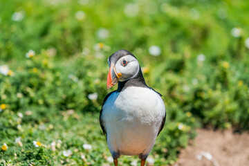 Atlantic puffin (Fratercula arctica) on Skomer Island, Wales