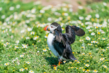 Atlantic puffin (Fratercula arctica) on Skomer Island, Wales