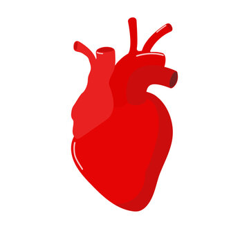 The human heart is stylized, in red. Flat style.