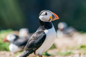 Atlantic puffin (Fratercula arctica) on Skomer Island, Wales