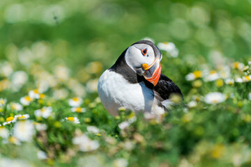 Atlantic puffin (Fratercula arctica) on Skomer Island, Wales