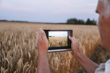 Farmer photographing rye field through tablet PC
