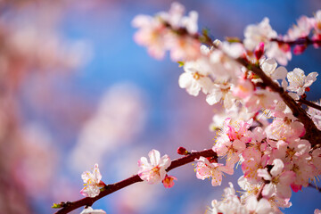Spring cherry blossoms against a blue sky. Pink flowers spring landscape with blooming pink tree. Beautiful sakura garden on a sunny day. Beautiful concept of romance and love with delicate flowers.