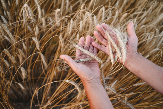 Hands of senior farmer touching wheat crops