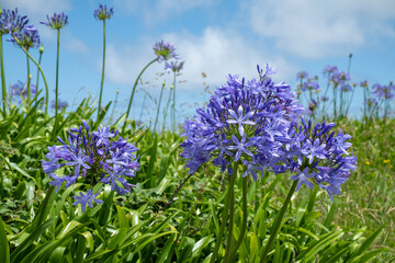African lilies blooming in spring