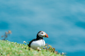 Atlantic puffin (Fratercula arctica) on Skomer Island, Wales.