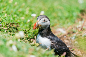 Atlantic puffin (Fratercula arctica) on Skomer Island, Wales.