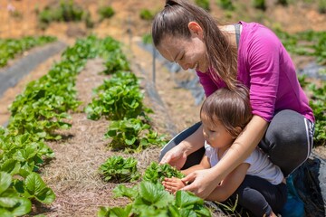 A mother and child in the garden growing vegetables. Kids learning about agriculture and farming.