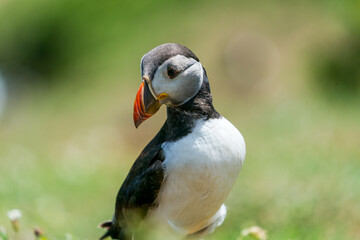 Atlantic puffin (Fratercula arctica) on Skomer Island, Wales.