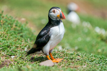 Atlantic puffin (Fratercula arctica) on Skomer Island, Wales.