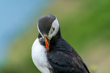 Atlantic puffin (Fratercula arctica) on Skomer Island, Wales.