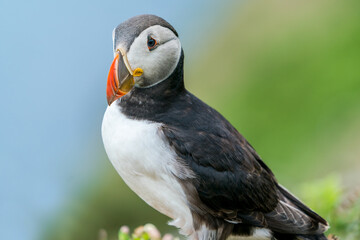 Atlantic puffin (Fratercula arctica) on Skomer Island, Wales.