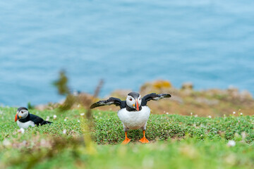 Atlantic puffins (Fratercula arctica) on Skomer Island, Wales. Selective focus