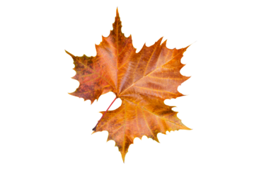 Colorful autum leaf. Fall season concept. Vacation and Travel concept.