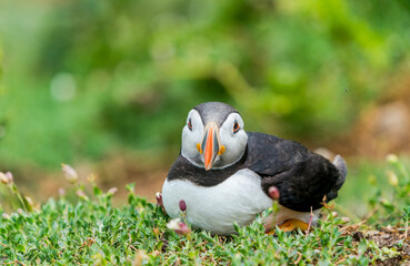 Atlantic puffin (Fratercula arctica) on Skomer Island, Wales.