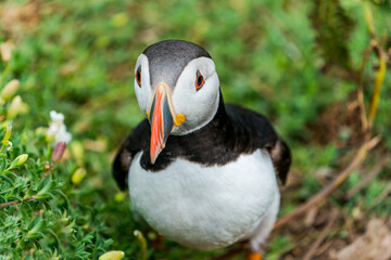 Naklejka premium Atlantic puffin (Fratercula arctica) on Skomer Island, Wales.