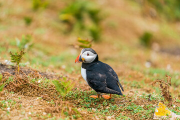 Atlantic puffin (Fratercula arctica) on Skomer Island, Wales.