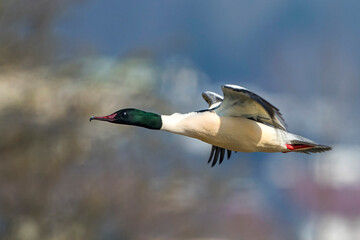 Gänsesäger (Mergus merganser) Männchen