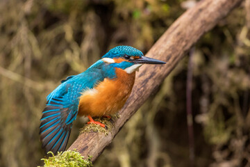 Eisvogel (Alcedo atthis) Männchen