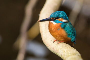 Fototapeta premium Eisvogel (Alcedo atthis) Männchen