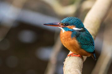 Eisvogel (Alcedo atthis) Weibchen