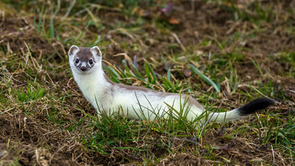 Hermelin (Mustela erminea)