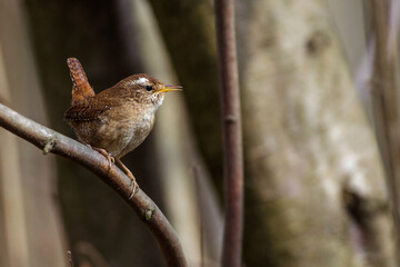 Zaunkönig (Troglodytes troglodytes)