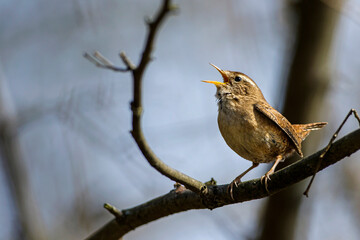 Zaunkönig (Troglodytes troglodytes)