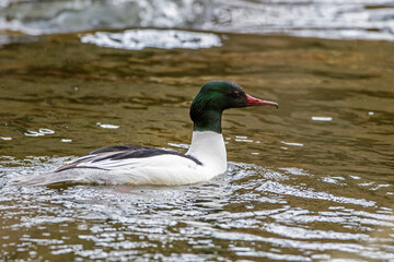 Gänsesäger (Mergus merganser) Männchen